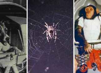 Animal Astronauts: Pioneers of Space Exploration news-14062024-153012