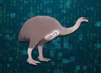 Reviving the Long-Extinct Bush Moa: Feasibility and Implications news-15062024-140110