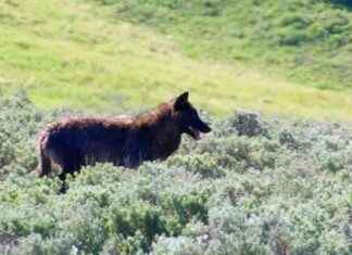 Yellowstone Elk Escapes Wolf in Dramatic Chase news-16062024-020134
