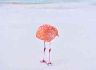 Disqualified Award-Winning Photo: Real vs AI in Competition – What Happened? news-16062024-033759