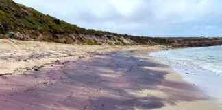 the-hidden-origins-of-south-australias-pink-sand-unveiling-the-antarctic-connection