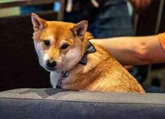 Summer Games Done Quick 2024: Unforgettable Video Game Highlights news-08072024-035728