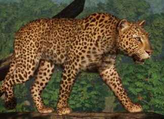 Planet Zoo 5th Birthday Celebrations: New DLC and Free Leopard Offer news-09102024-053255