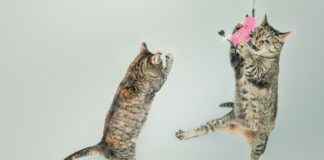 Taylor Swift Chiefs Game: What Happened That Stole the Spotlight?