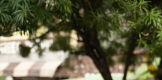 pexels photo 19309955