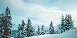 pexels photo 19727174