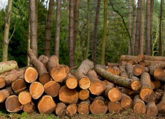 Dead or Alive Game: Uncover Secrets Behind Its Thrilling Gameplay