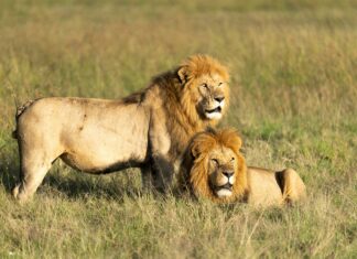 Lions Game Is On What Channel? Discover Where to Watch Live!