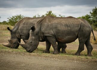 Piglet’s Big Game: Discover Secrets to Winning Every Adventure!