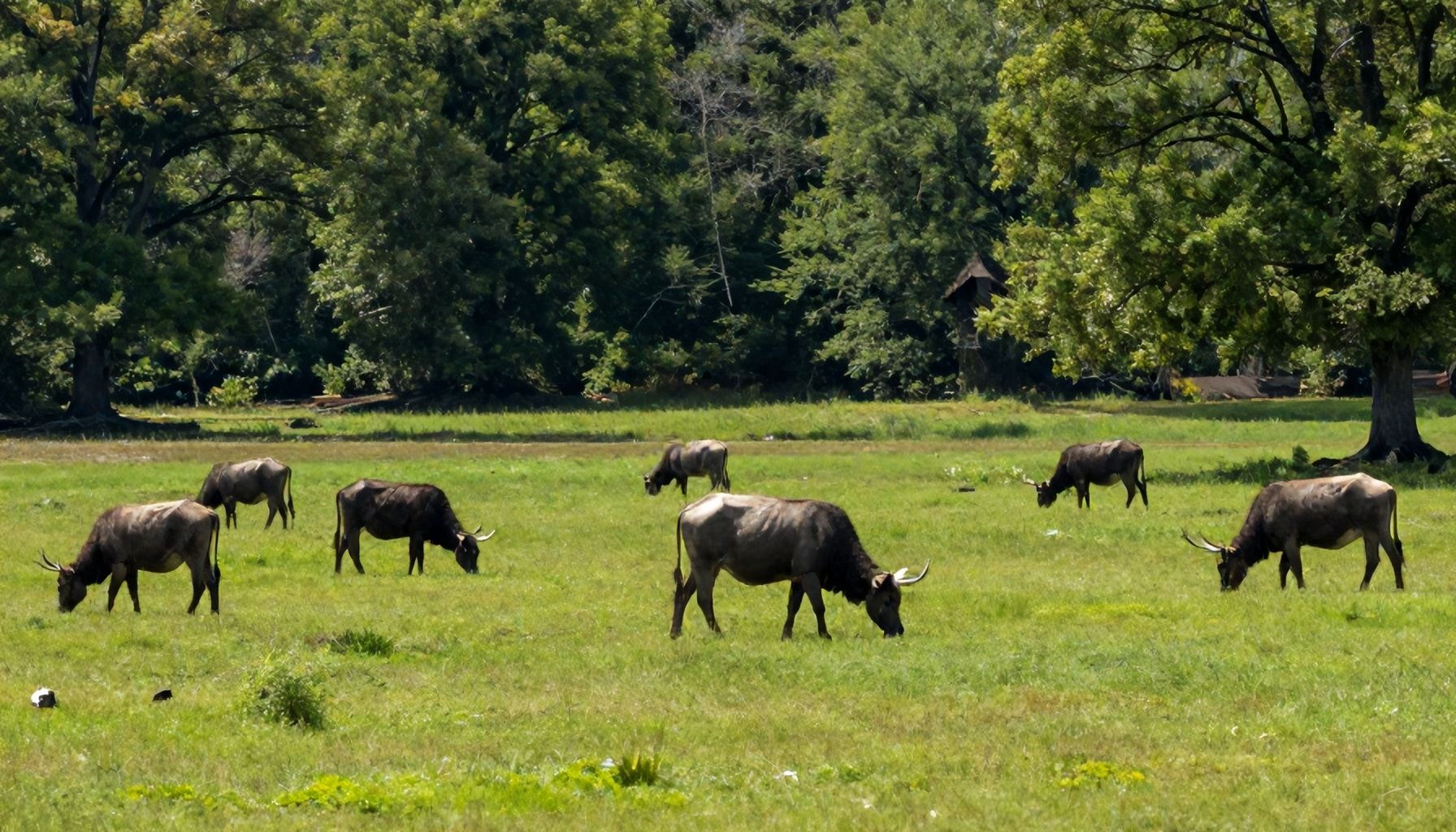 5 Must-Visit Arkansas Wildlife Refuges for Nature Lovers*