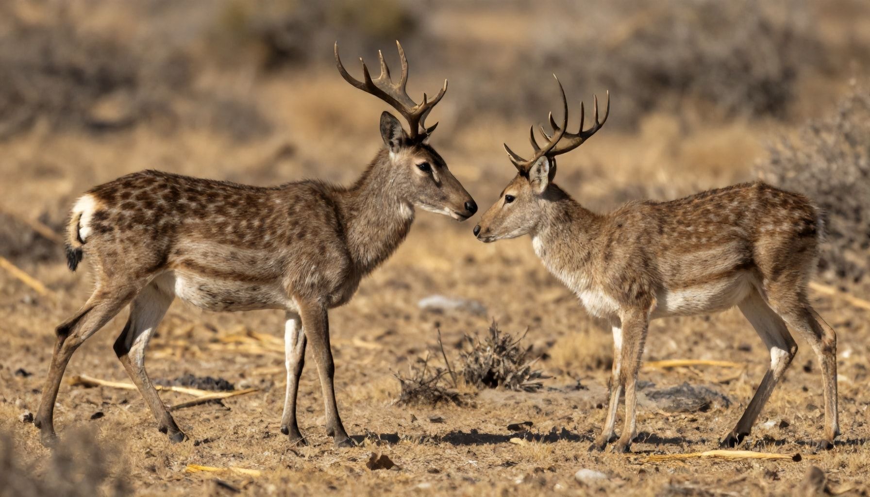 How to Spot California’s Most Elusive Wildlife*