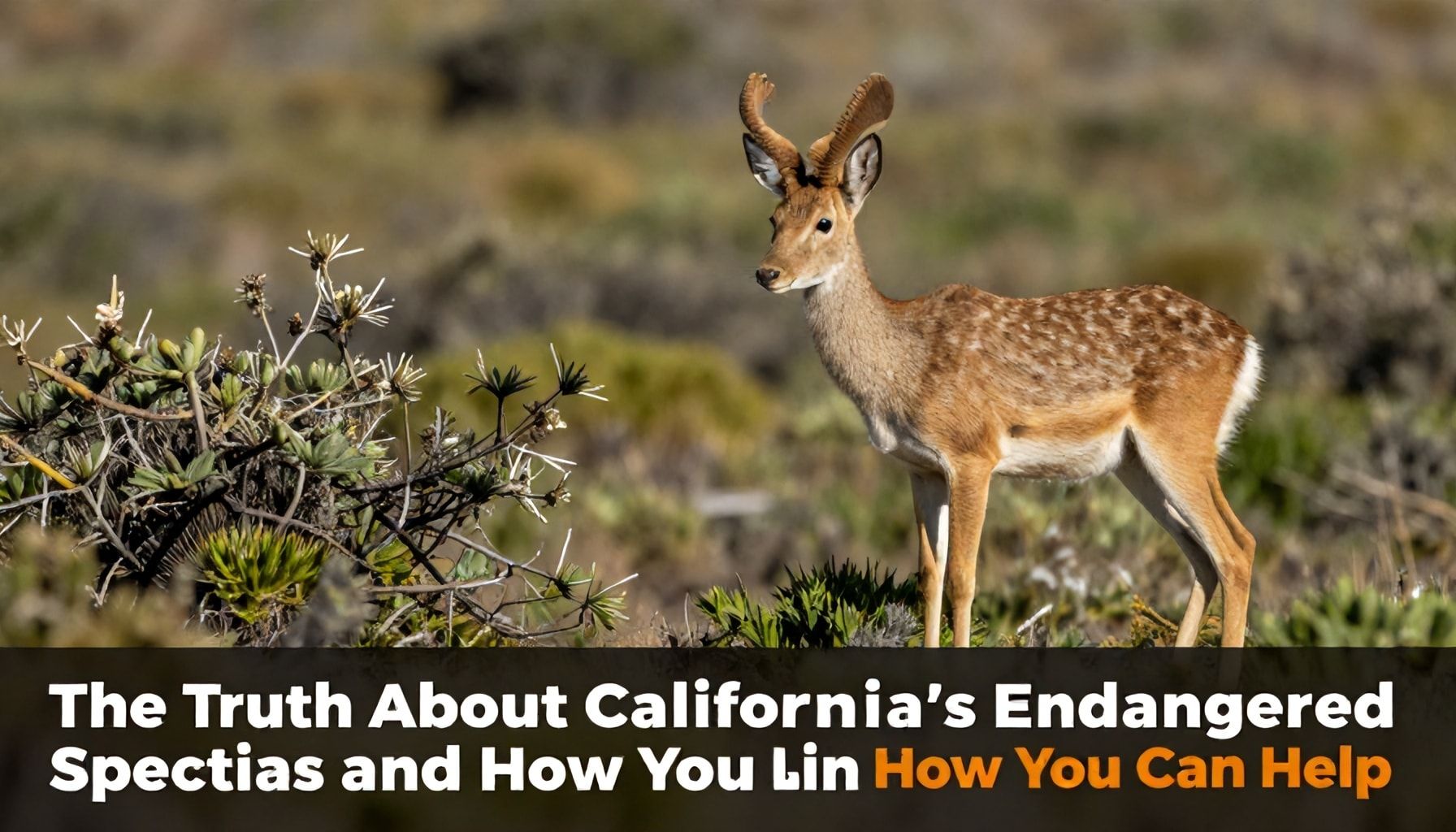 The Truth About California’s Endangered Species and How You Can Help*