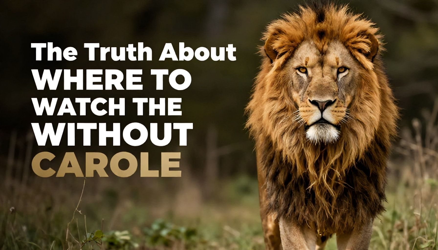 The Truth About Where to Watch the Lions Without Cable*