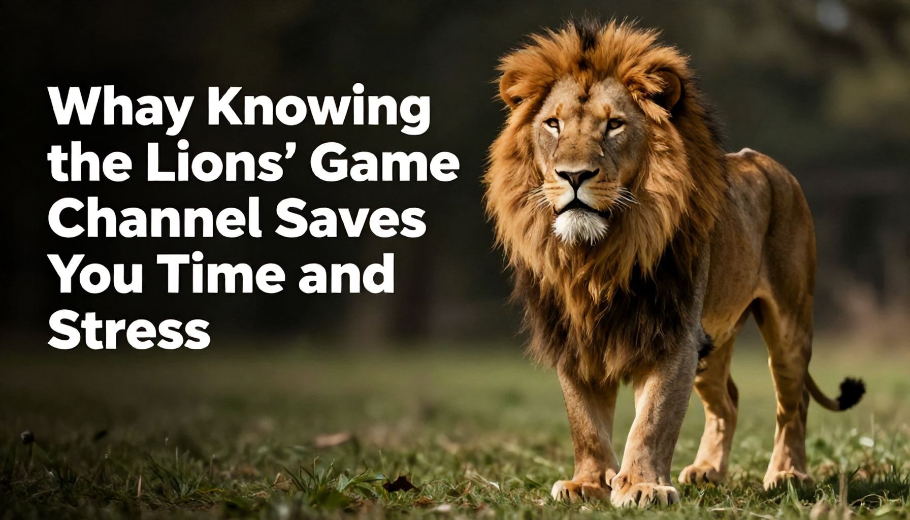 Why Knowing the Lions’ Game Channel Saves You Time and Stress*